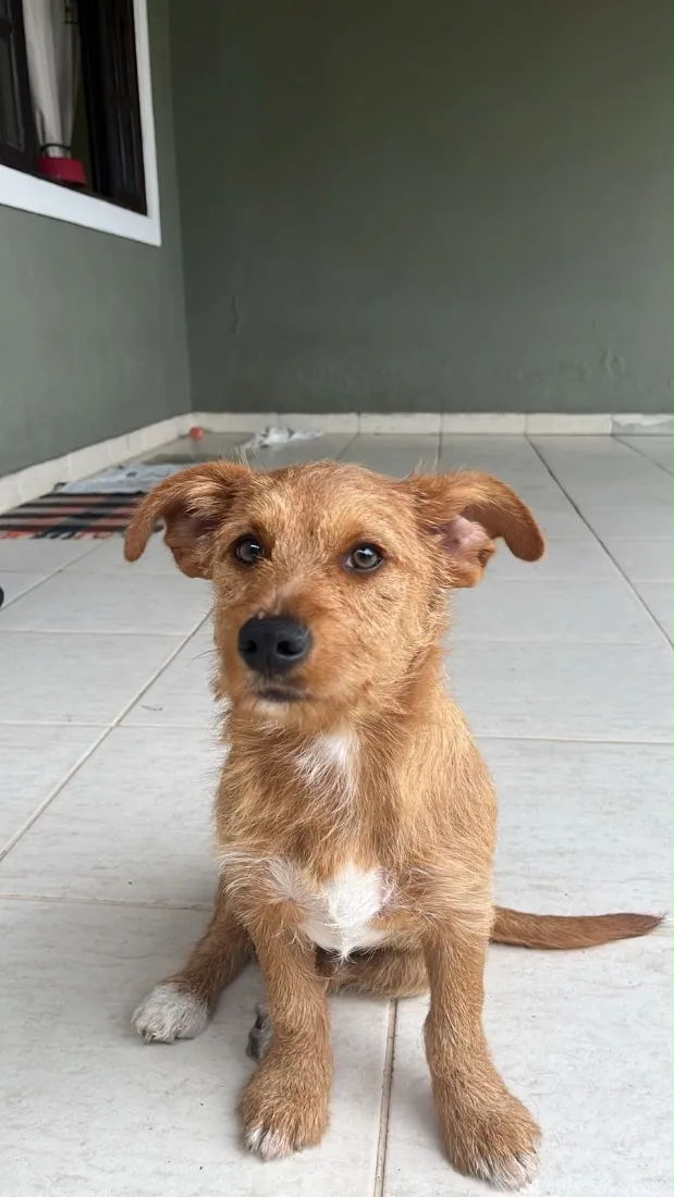 Cachorro raça SRD-ViraLata idade 7 a 11 meses nome Não tem 