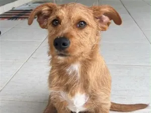 Cachorro raça SRD-ViraLata idade 7 a 11 meses nome Não tem 