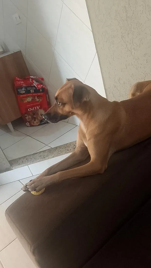 Cachorro raça SRD-ViraLata idade 3 anos nome lola