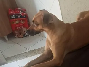 Cachorro raça SRD-ViraLata idade 3 anos nome lola