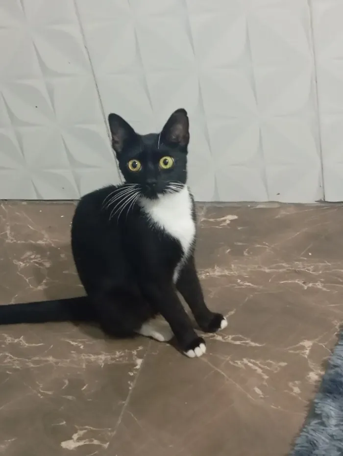 Gato raça SRD-ViraLata idade 7 a 11 meses nome frajola 