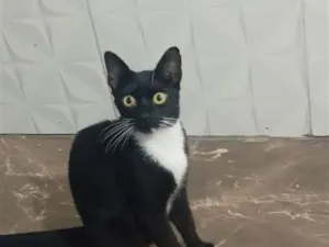 Gato raça SRD-ViraLata idade 7 a 11 meses nome frajola 