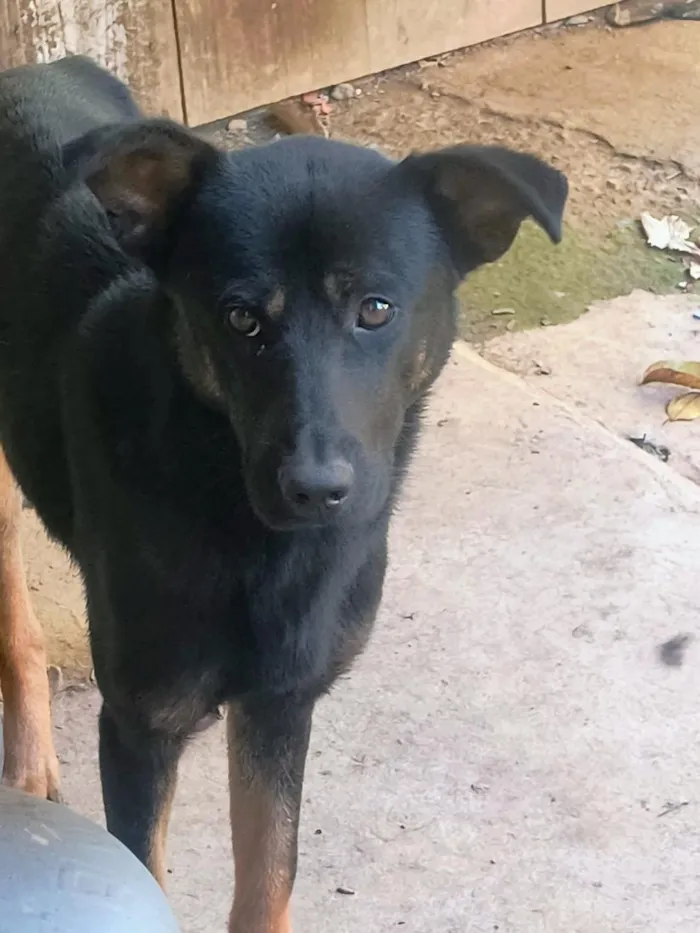 Cachorro raça Pastor Alemão idade 1 ano nome Thor 