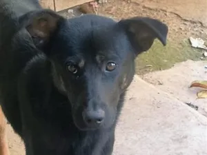 Cachorro raça Pastor Alemão idade 1 ano nome Thor 
