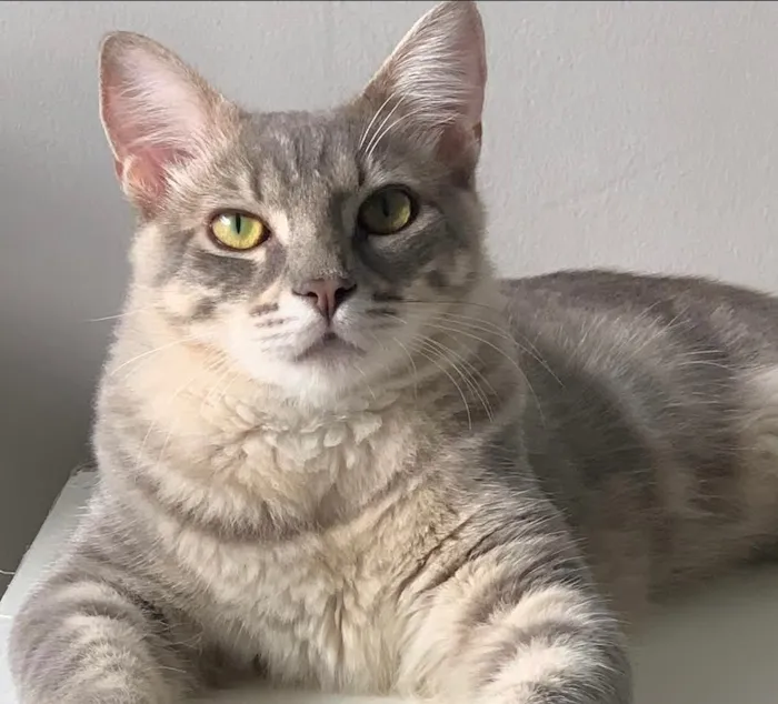 Gato raça SRD-ViraLata idade 3 anos nome Ivar