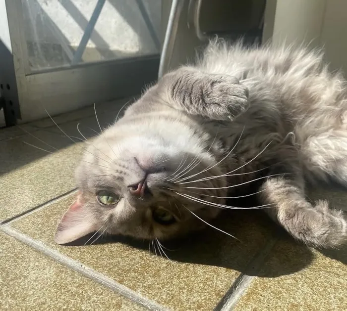Gato raça SRD-ViraLata idade 3 anos nome Ivar