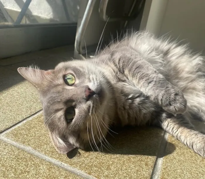 Gato raça SRD-ViraLata idade 3 anos nome Ivar
