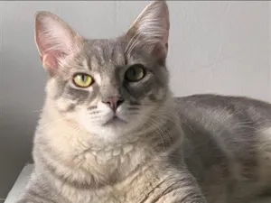 Gato raça SRD-ViraLata idade 3 anos nome Ivar