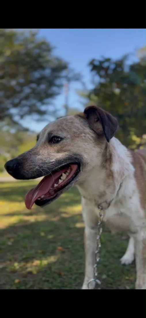 Cachorro raça SRD-ViraLata idade 1 ano nome Chico