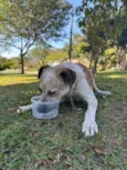 Chico