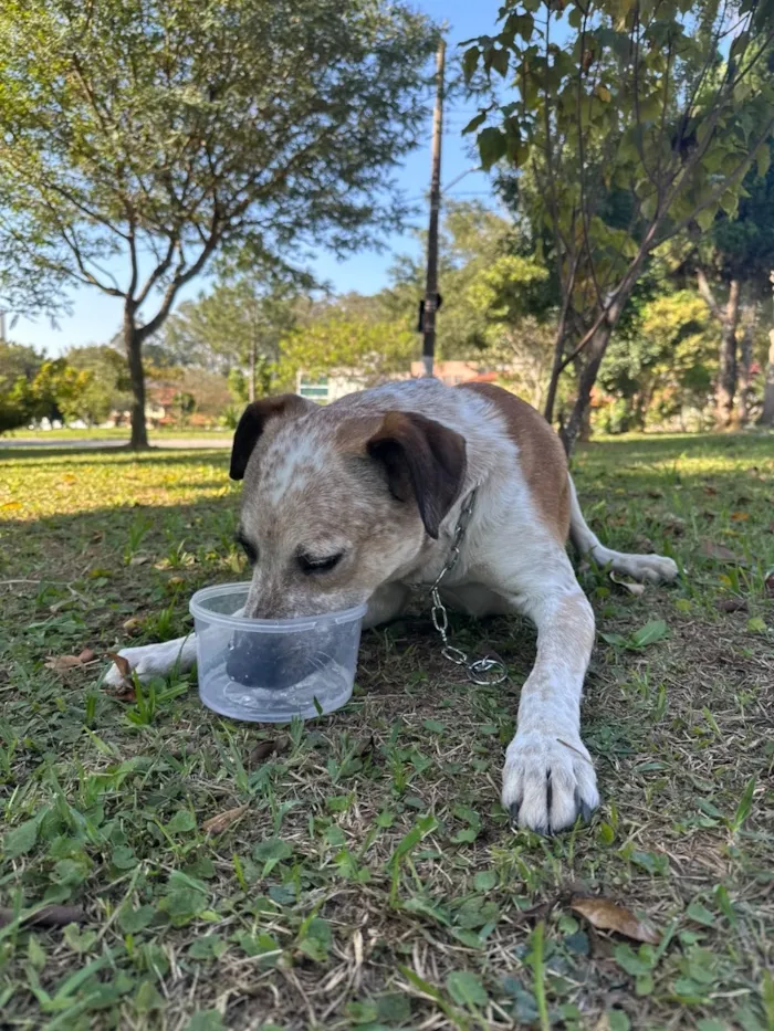 Cachorro raça SRD-ViraLata idade 1 ano nome Chico