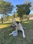 Chico