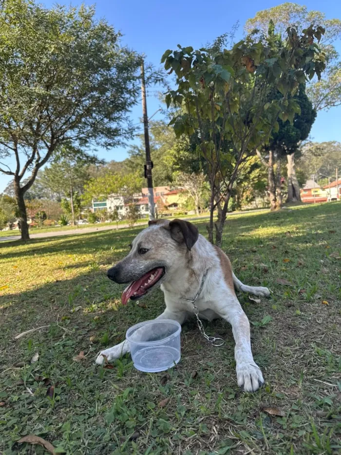 Cachorro raça SRD-ViraLata idade 1 ano nome Chico