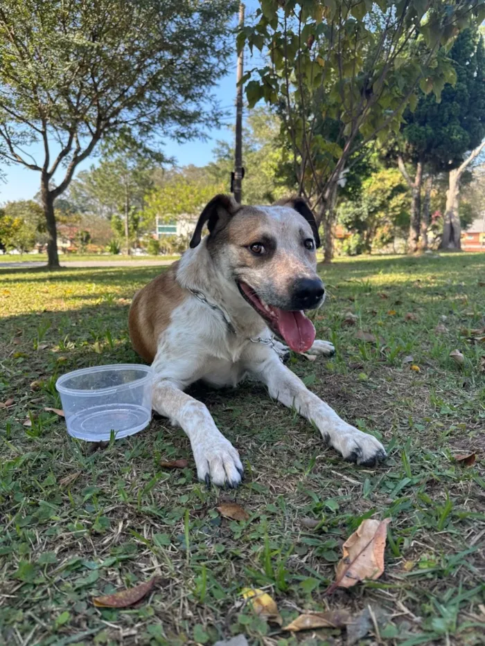 Cachorro raça SRD-ViraLata idade 1 ano nome Chico