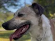 Chico