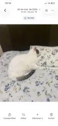 Bebê