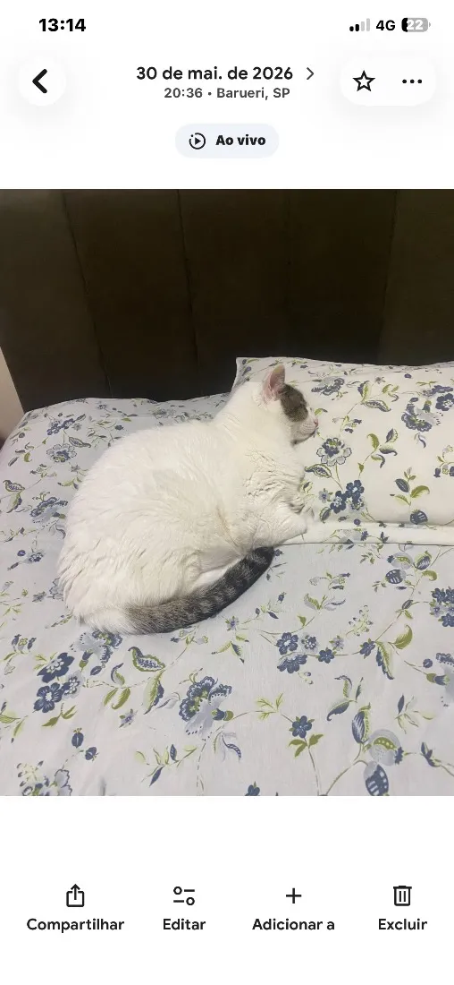 Gato raça SRD-ViraLata idade 6 ou mais anos nome Bebê