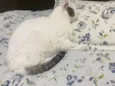 Bebê
