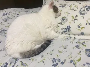 Gato raça SRD-ViraLata idade 6 ou mais anos nome Bebê