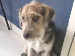 Cachorro raça SRD-ViraLata idade  nome Lubi