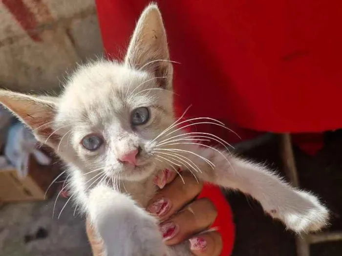 Gato raça SRD-ViraLata idade 2 a 6 meses nome A colocar 