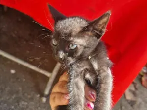 Gato raça SRD-ViraLata idade 2 a 6 meses nome A colocar 