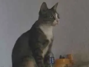 Gato raça SRD-ViraLata idade 2 anos nome Poliana 