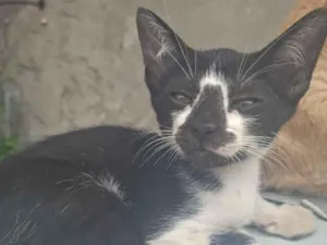 Gato raça SRD-ViraLata idade 2 a 6 meses nome Frajola 