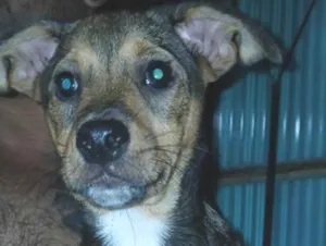 Cachorro raça SRD-ViraLata idade 2 a 6 meses nome Não tem nome ainda
