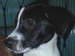Cachorro raça SRD-ViraLata idade 2 a 6 meses nome Não tem nome ainda