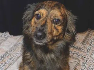 Cachorro raça SRD-ViraLata idade 3 anos nome Não tem.