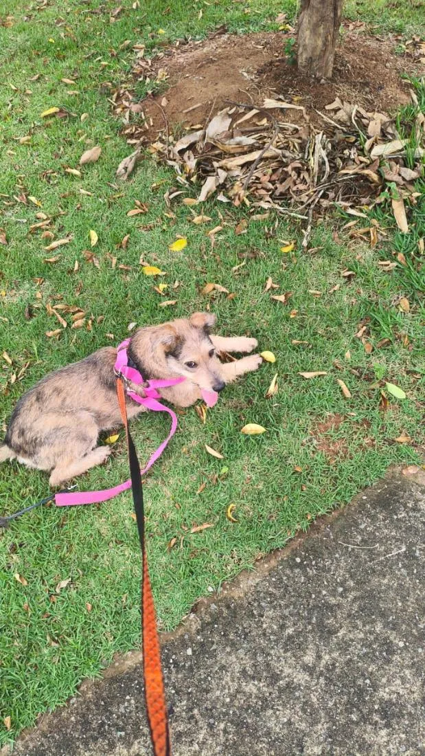 Cachorro raça SRD-ViraLata idade 7 a 11 meses nome spoleta 