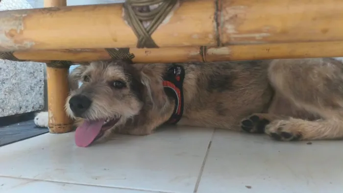 Cachorro raça SRD-ViraLata idade 7 a 11 meses nome spoleta 