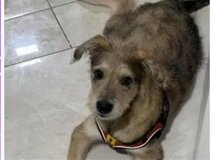 Cachorro raça SRD-ViraLata idade 7 a 11 meses nome spoleta 