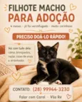 Gatinho