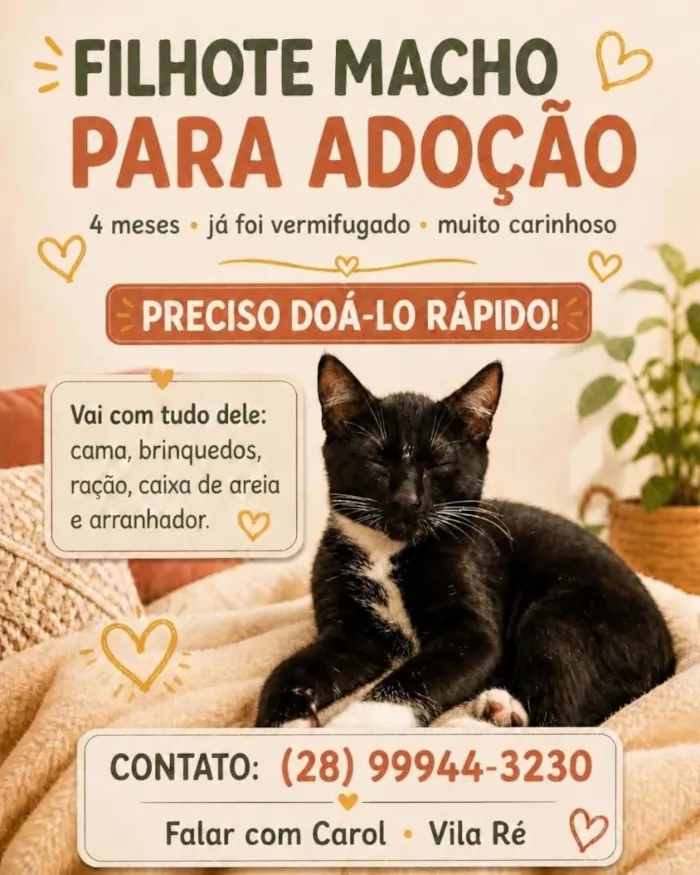 Gato raça SRD-ViraLata idade 2 a 6 meses nome Gatinho