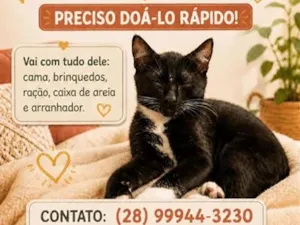 Gato raça SRD-ViraLata idade 2 a 6 meses nome Gatinho