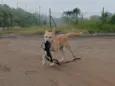 ARRASCAETA
