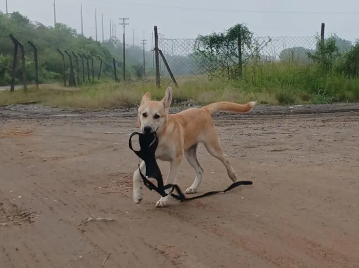 Cachorro raça SRD-ViraLata idade 1 ano nome ARRASCAETA