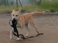 ARRASCAETA