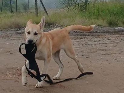 Cachorro raça SRD-ViraLata idade 1 ano nome ARRASCAETA