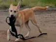 ARRASCAETA