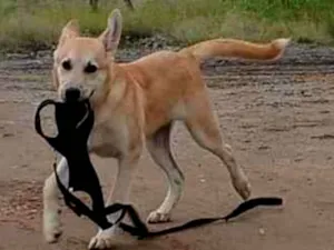 Cachorro raça SRD-ViraLata idade 1 ano nome ARRASCAETA