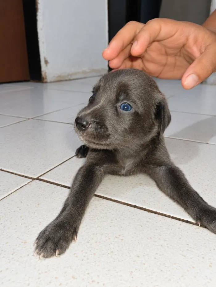 Cachorro raça SRD-ViraLata idade Abaixo de 2 meses nome não tem nomes ainda 