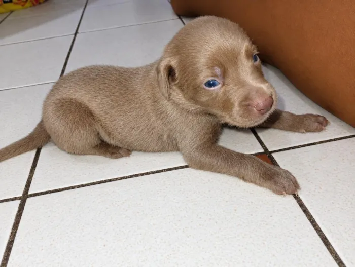 Cachorro raça SRD-ViraLata idade Abaixo de 2 meses nome não tem nomes ainda 