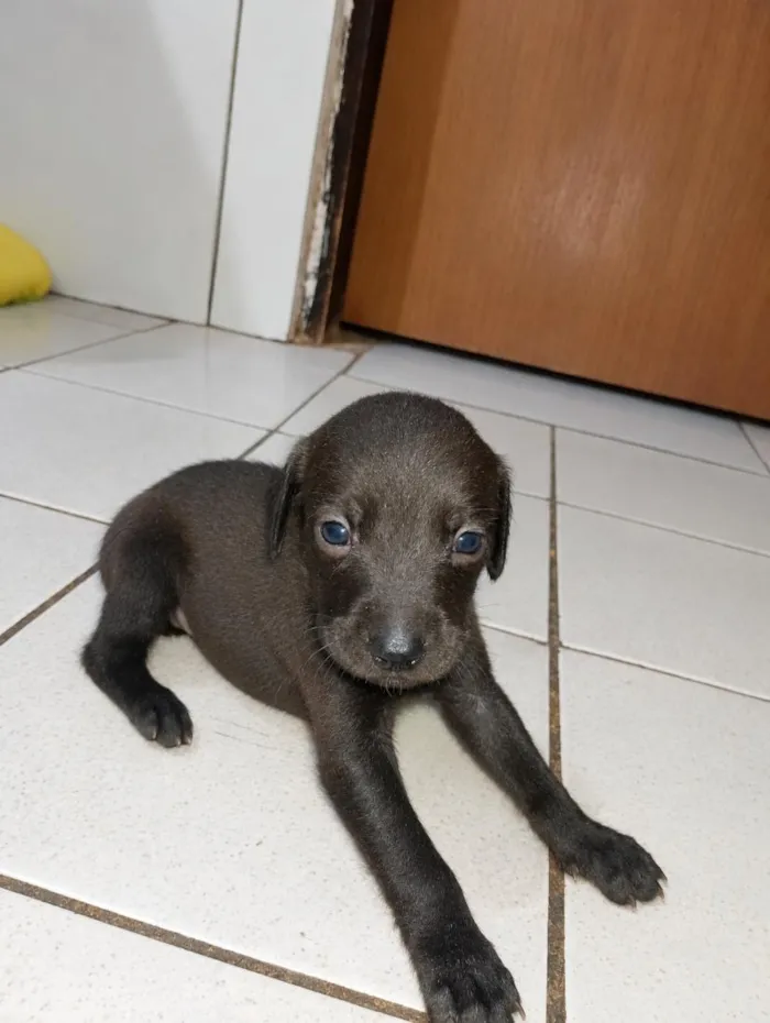 Cachorro raça SRD-ViraLata idade Abaixo de 2 meses nome não tem nomes ainda 