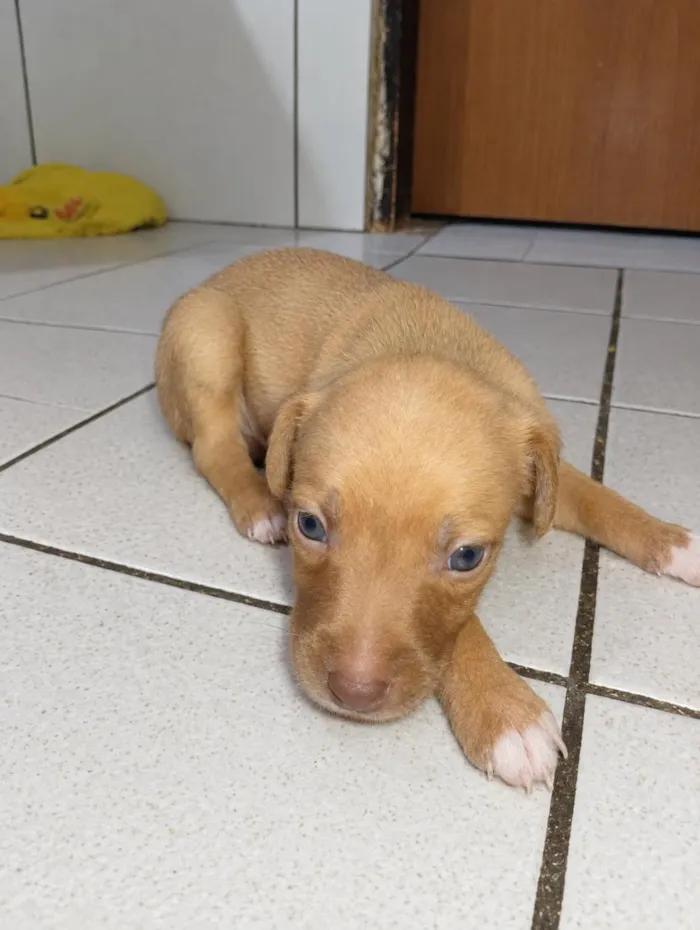 Cachorro raça SRD-ViraLata idade Abaixo de 2 meses nome não tem nomes ainda 