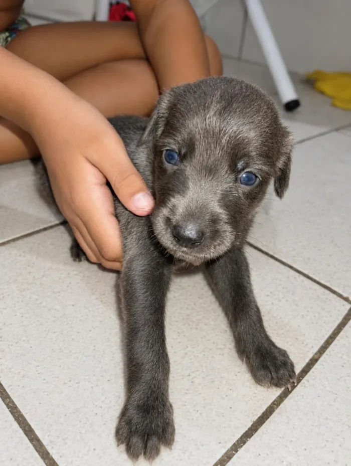 Cachorro raça SRD-ViraLata idade Abaixo de 2 meses nome não tem nomes ainda 