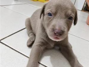 Cachorro raça SRD-ViraLata idade Abaixo de 2 meses nome não tem nomes ainda 