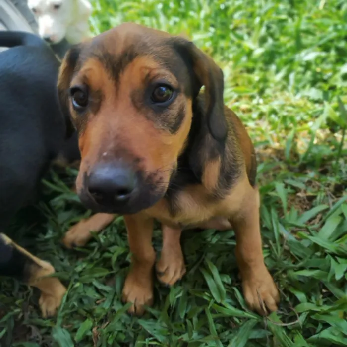 Cachorro raça SRD-ViraLata idade 2 a 6 meses nome não tem